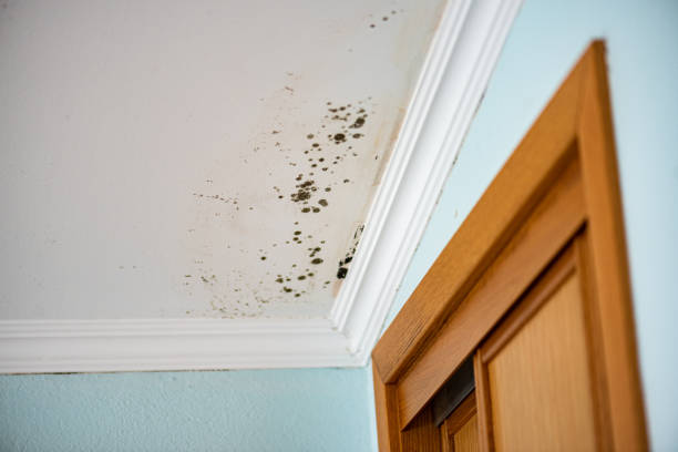 Best Mold Damage Repair  in Kerman, CA