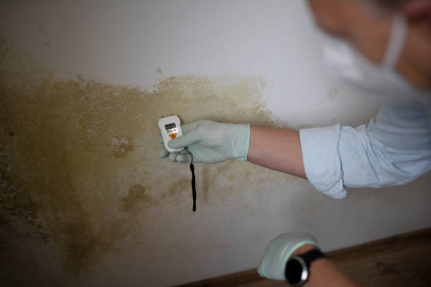 Certified Mold Removal in Kerman, CA