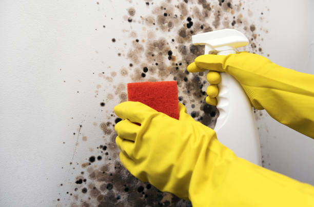 Best Home Mold Removal  in Kerman, CA