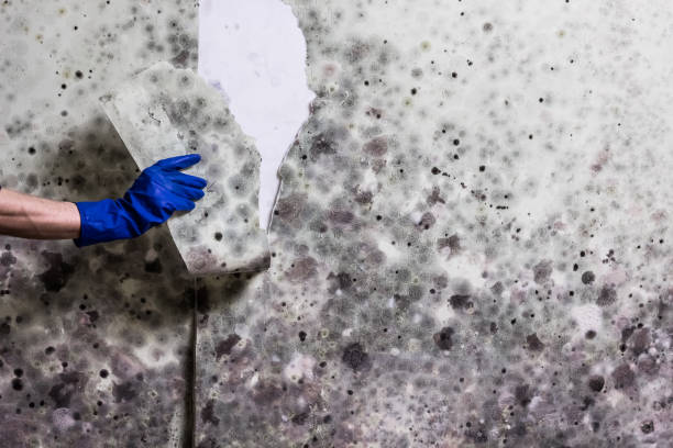 Best Attic Mold Removal  in Kerman, CA