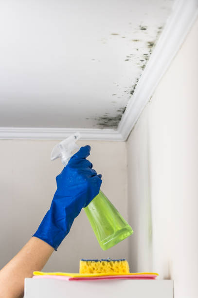 Professional Mold Removal in Kerman, CA